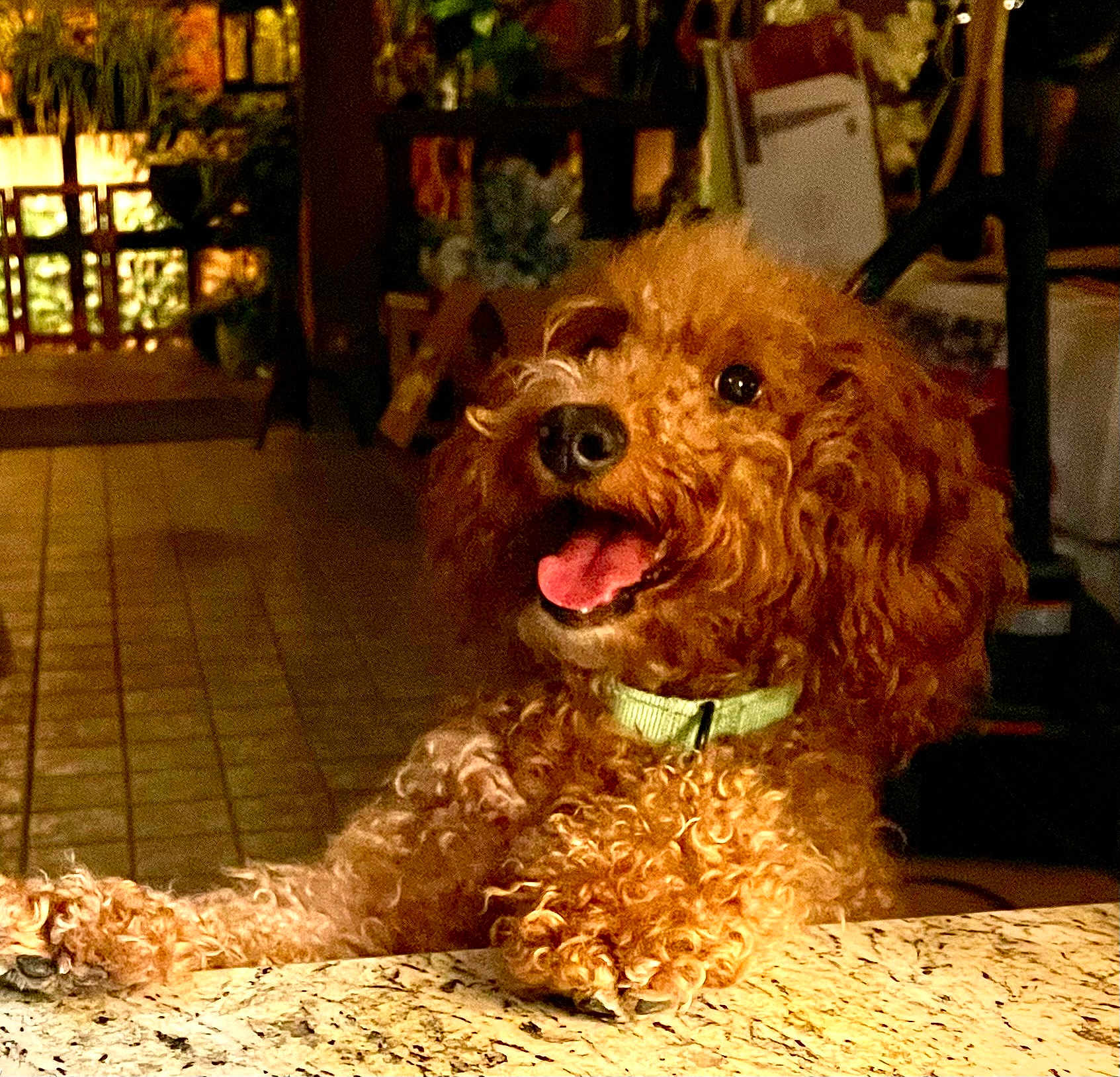 Louie joined the competition — help win amazing prizes! dog, curly_hair, happy, tongue_out, collar, marble_countertop, indoor, warm_lighting, rustic_decor, playful, pet, animal, brown_fur, close_up, floor_tiles, furniture, smiling, poodle, domestic_animal, friendly
