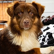 Apollo is registered to the contest to win money with this photo: dog, brown_dog, white_fur, fluffy, pet, indoor, bed, blanket, cozy, portrait, animal, canine, furry, looking, laying_down, domestic_animal, closeup, cute, companion, relaxed