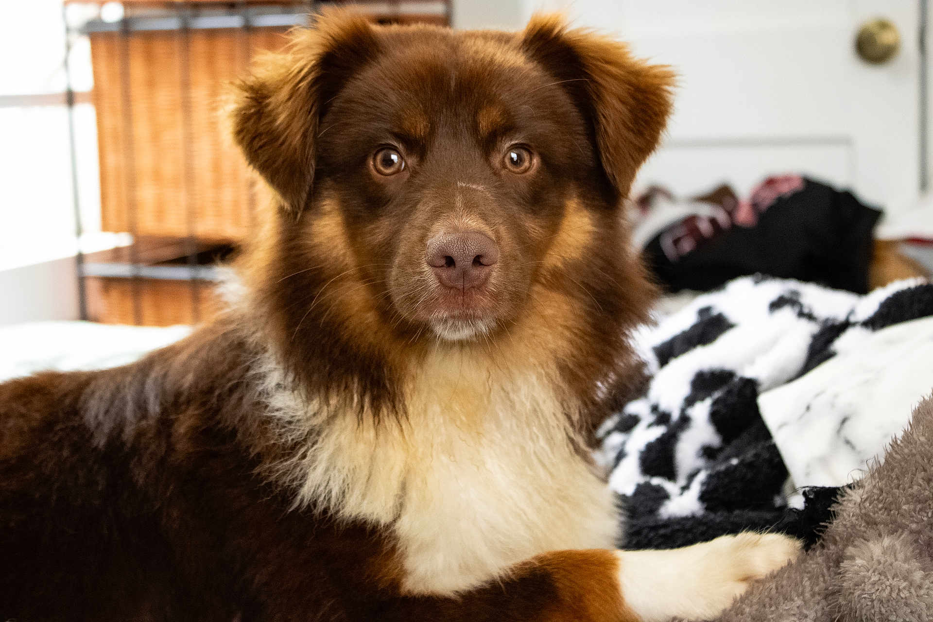 Apollo