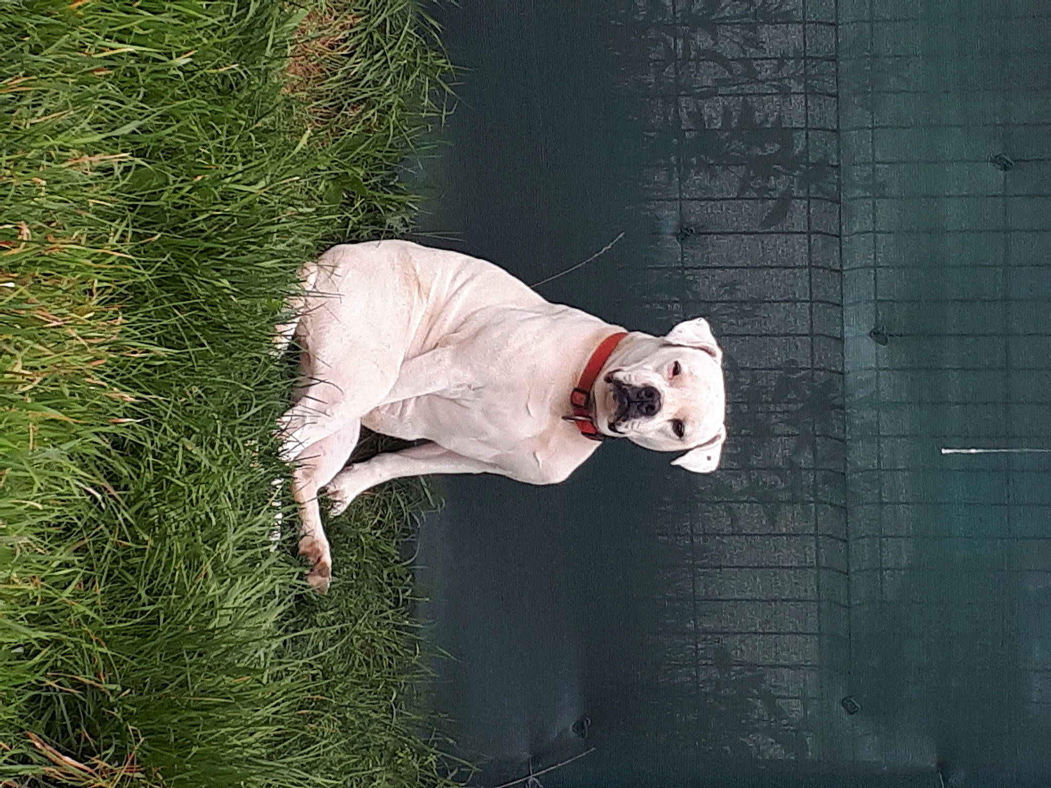 Alice participe au concours pour gagner de l'argent avec cette photo : carmine, formal_wear, fur, grass, plant, sleeve, sunglasses, tail, tree, wood