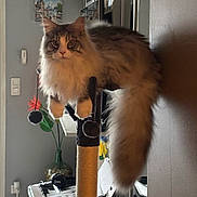 Arès a rejoint le concours — aidez-le/la à gagner de superbes lots ! cat, maine_coon, fluffy, long_hair, brown, tabby, pet, animal, feline, whiskers, ears, eyes, tail, scratching_post, cat_toy, indoors, living_room, bookshelf, piano, portrait