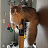 cat, maine_coon, fluffy, long_hair, brown, tabby, pet, animal, feline, whiskers, ears, eyes, tail, scratching_post, cat_toy, indoors, living_room, bookshelf, piano, portrait