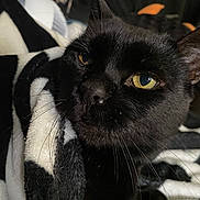 Mortimer Grape joined the competition — help win amazing prizes! black_cat, cat, close_up, yellow_eyes, whiskers, fur, blanket, cozy, indoor, pet, animal, portrait, black_and_white, snug, resting, feline, soft_texture, cute, domestic_cat