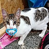 animal, blue_pacifier, carpet, cat, collar, curious, cute, domestic_cat, floor, fur_pattern, indoor, pacifier, pet, pink_blanket, playful, tabby, tag, white_fur, wide_eyes, wooden_wall