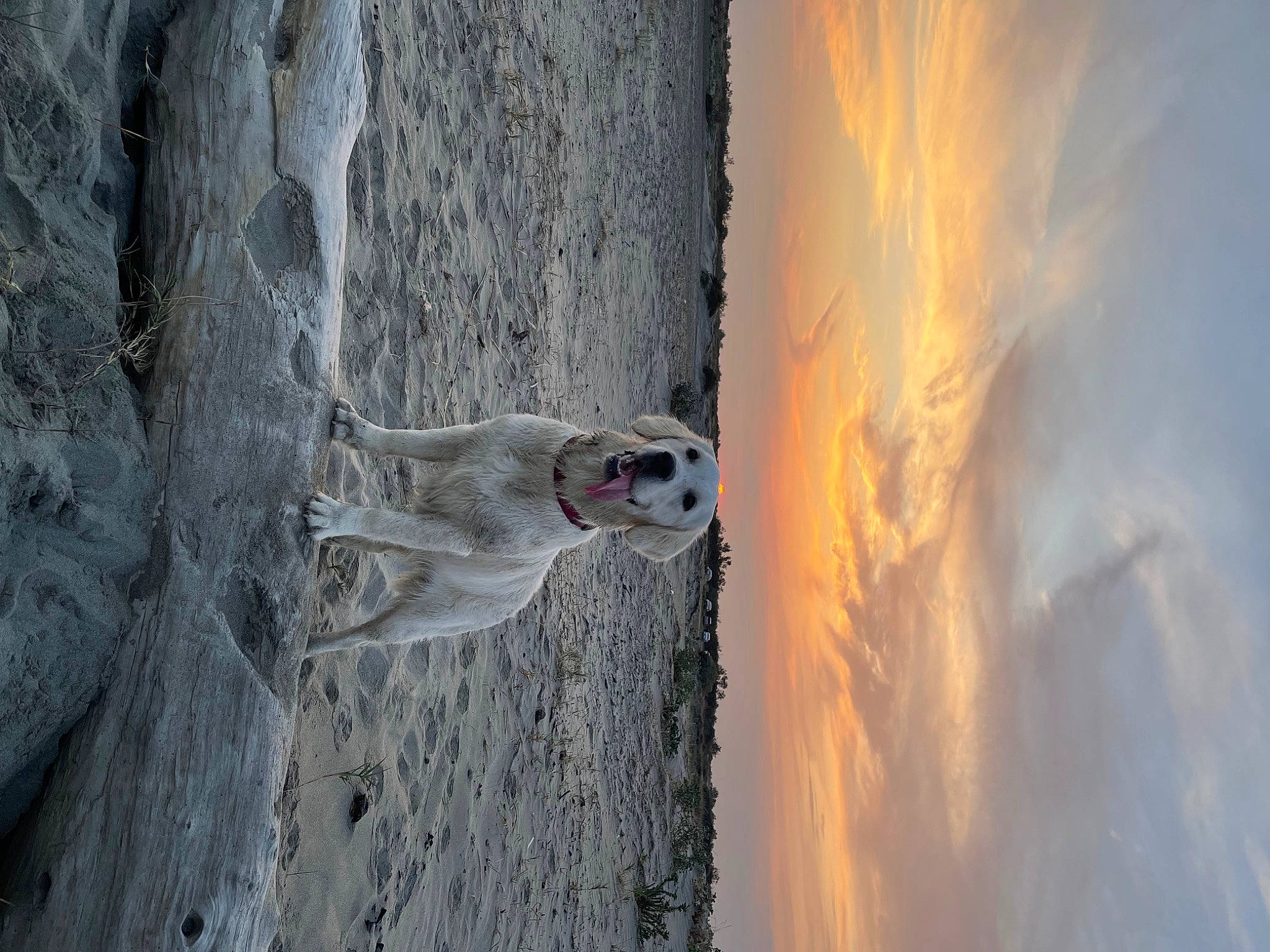 Railey a rejoint le concours — aidez-le/la à gagner de superbes lots ! cloud, concrete, dog, formation, freezing, geological_phenomenon, grey, landscape, plant, recreation, reflection, rock, shadow, sky, tree, trunk, wall, water, winter, wood