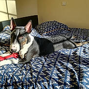 Rotrex a rejoint le concours — aidez-le/la à gagner de superbes lots ! carnivoran, dog, dog_breed, dog_breed_group, dog_like_mammal, rat_terrier, snout, whiskers