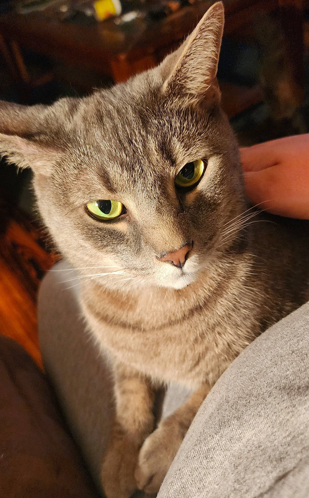 Candy is registered to the contest to win money with this photo: carnivore, cat, domestic_short_haired_cat, ear, fawn, felidae, fur, paw, small_to_medium_sized_cats, snout, terrestrial_animal, whiskers, wildlife, window