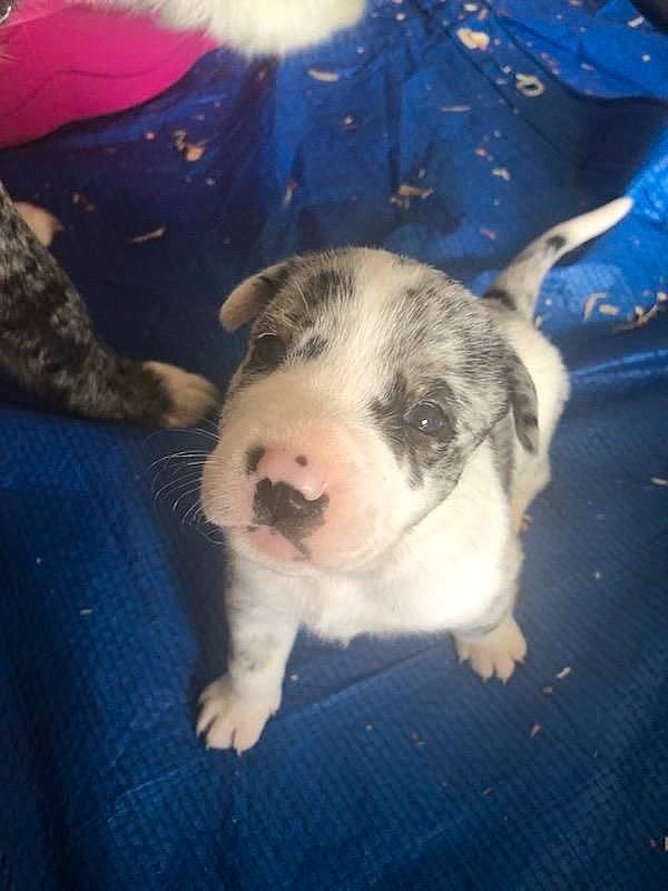 Rascal joined the competition — help win amazing prizes! canidae, carnivore, companion_dog, dog, dog_breed, electric_blue, foot, fur, herding_dog, non_sporting_group, paw, snout, sporting_group, terrestrial_animal, texas_heeler, whiskers, working_animal, working_dog