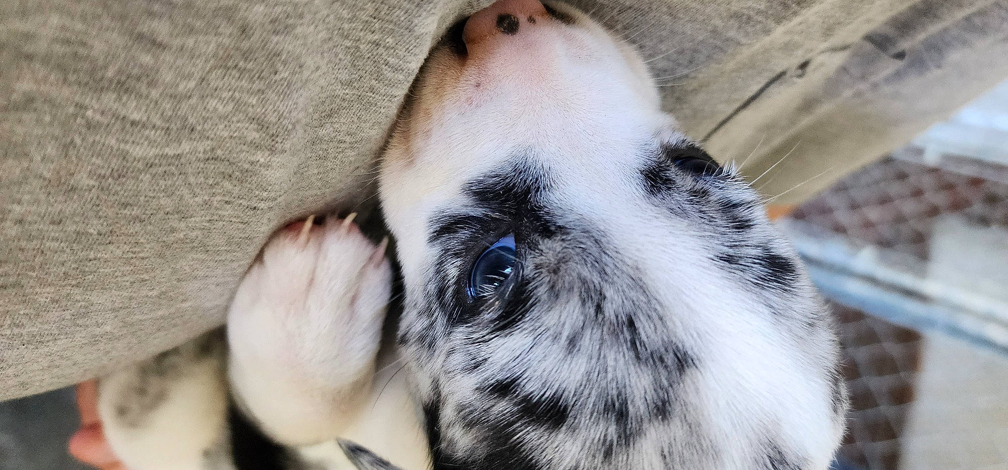 Rascal joined the competition — help win amazing prizes! cage, canidae, carnivore, comfort, companion_dog, dog, dog_breed, ear, eyelash, fawn, fur, human_body, non_sporting_group, snout, sporting_group, terrestrial_animal, whiskers, wildlife, working_animal, zoo