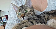 Chipie participe au concours pour gagner de l'argent avec cette photo : animal, casual, cat, close_up, comfort, decor, domestic, feline, green_eyes, home, indoor, kitchen, lap, person, pet, relaxing, tabby_cat, texture, toaster, white_sweater