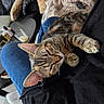 Chipie participe au concours pour gagner de l'argent avec cette photo : black_clothing, blanket, casual, cat, comfort, cushion, feline, fur, home, indoor, lap, paw, person, pet, relaxation, rest, sleeping, sofa, tabby, whiskers