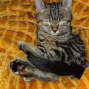 Chipie participe au concours pour gagner de l'argent avec cette photo : animal, blanket, cat, closeup, cozy, cute, domestic, feline, fur, indoor, kitten, paw, pet, relaxed, resting, sleeping, soft, tabby, tail, yellow