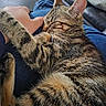 Chipie a rejoint le concours — aidez-le/la à gagner de superbes lots ! blue_jeans, cat, close_up, comfort, couch, cozy, fur, furniture, hand, indoor, living_room, nap, paw, person, relaxation, resting, sleeping, soft, striped, tabby_cat
