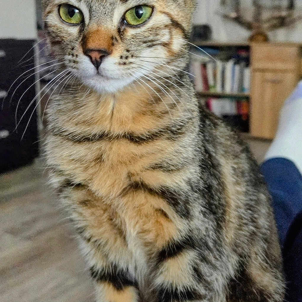 Chipie