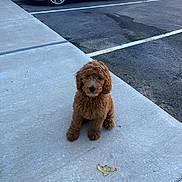 Jinx joined the competition — help win amazing prizes! puppy, dog, brown, fluffy, sidewalk, concrete, leaf, parking_lot, car, vehicle, outdoor, pet, sitting, curious, small_dog, fur, young_dog, daylight, animal, cute