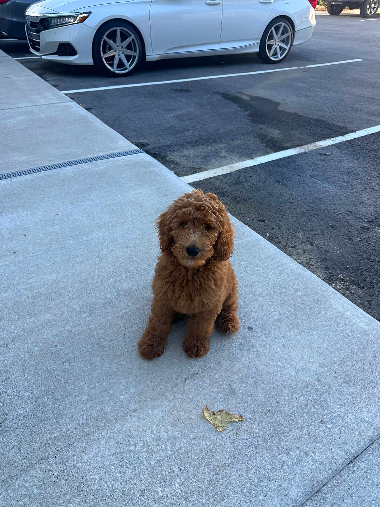 Jinx joined the competition — help win amazing prizes! puppy, dog, brown, fluffy, sidewalk, concrete, leaf, parking_lot, car, vehicle, outdoor, pet, sitting, curious, small_dog, fur, young_dog, daylight, animal, cute