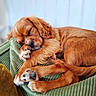 adorable, animal, brown, closeup, cozy, cushion, cute, dog, fur, green, indoor, napping, paw, pet, puppy, relaxed, resting, sleeping, small_dog, soft
