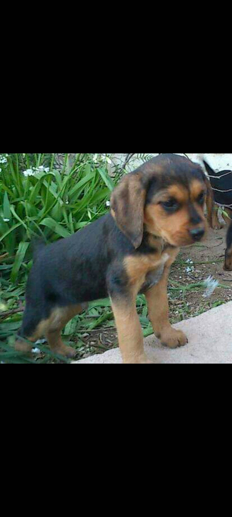 Chipie participe au concours pour gagner de l'argent avec cette photo : canidae, carnivore, companion_dog, dog, dog_breed, fawn, grass, hound, hunting_dog, liver, plant, puppy, snout, sporting_group, terrestrial_animal, working_animal, working_dog