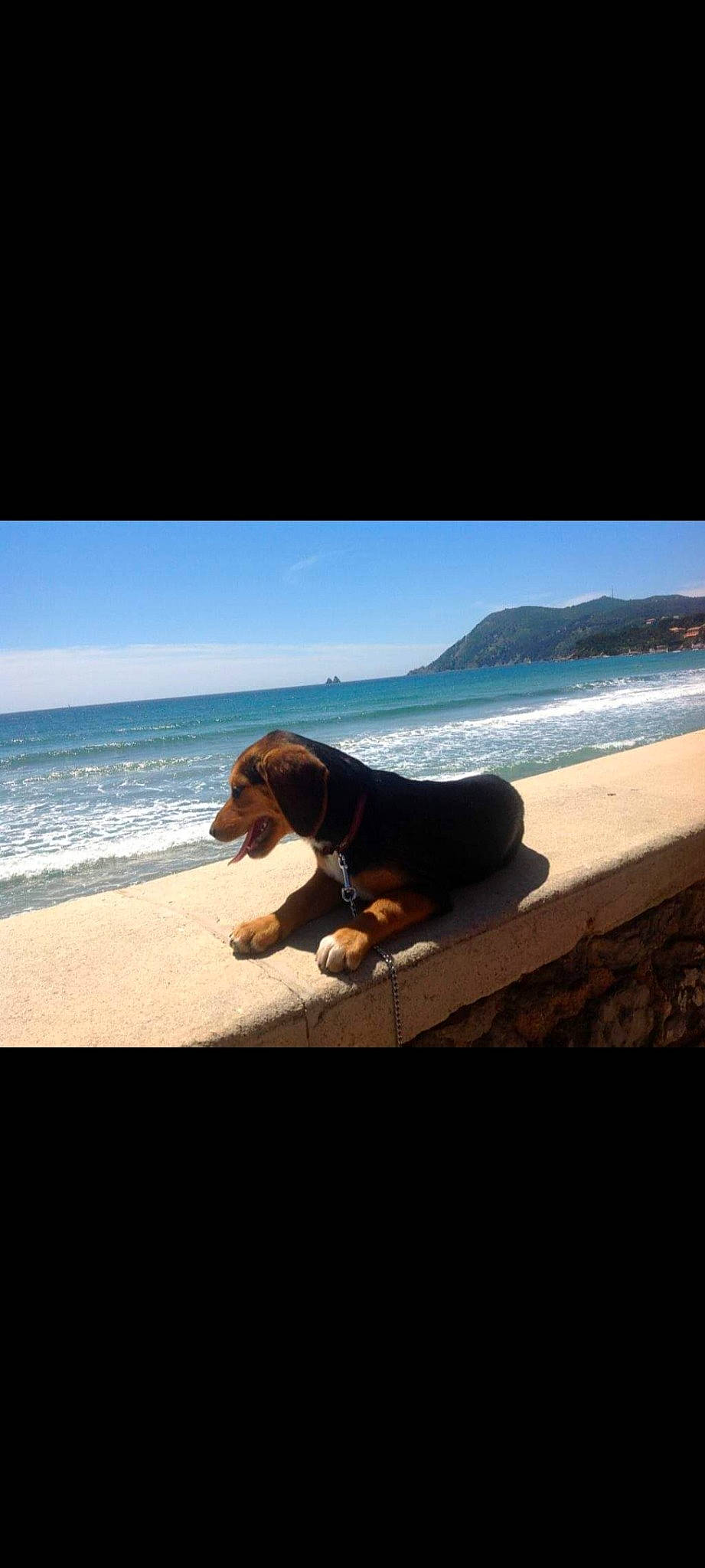 Chipie a rejoint le concours — aidez-le/la à gagner de superbes lots ! beach, calm, carnivore, cloud, companion_dog, dog, dog_breed, fawn, fun, horizon, landscape, leisure, rock, sand, sky, sporting_group, tints_and_shades, water, wind_wave, wood