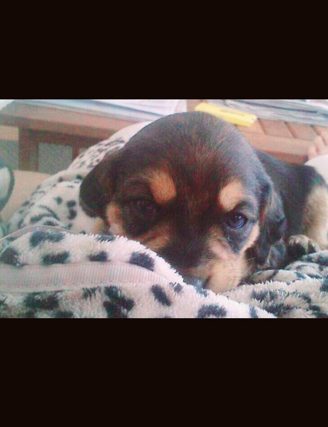 Chipie participe au concours pour gagner de l'argent avec cette photo : bed, bedding, bored, canidae, carnivore, comfort, companion_dog, dog, dog_breed, fawn, fur, linens, paw, puppy, snout, sporting_group, terrestrial_animal, toy_dog, whiskers, working_animal