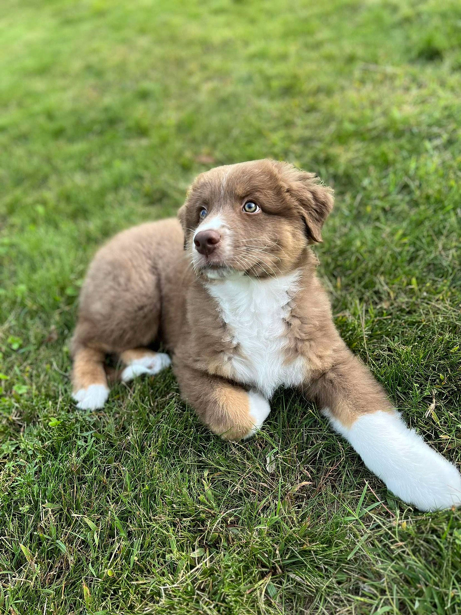 Ted participe au concours pour gagner de l'argent avec cette photo : ancient_dog_breeds, carnivore, companion_dog, dog, dog_breed, fur, grass, groundcover, liver, tail, terrestrial_animal