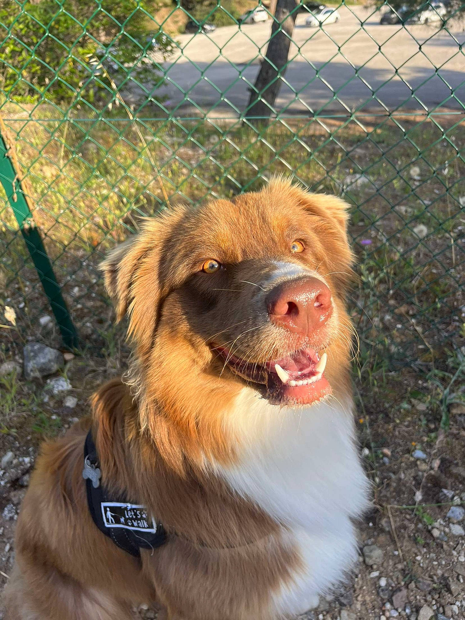 Ted participe au concours pour gagner de l'argent avec cette photo : canidae, carnivore, collar, companion_dog, dog, dog_breed, dog_collar, fawn, fence, fur, grass, liver, mesh, pet_supply, plant, snout, sporting_group, terrestrial_animal, whiskers, wire_fencing