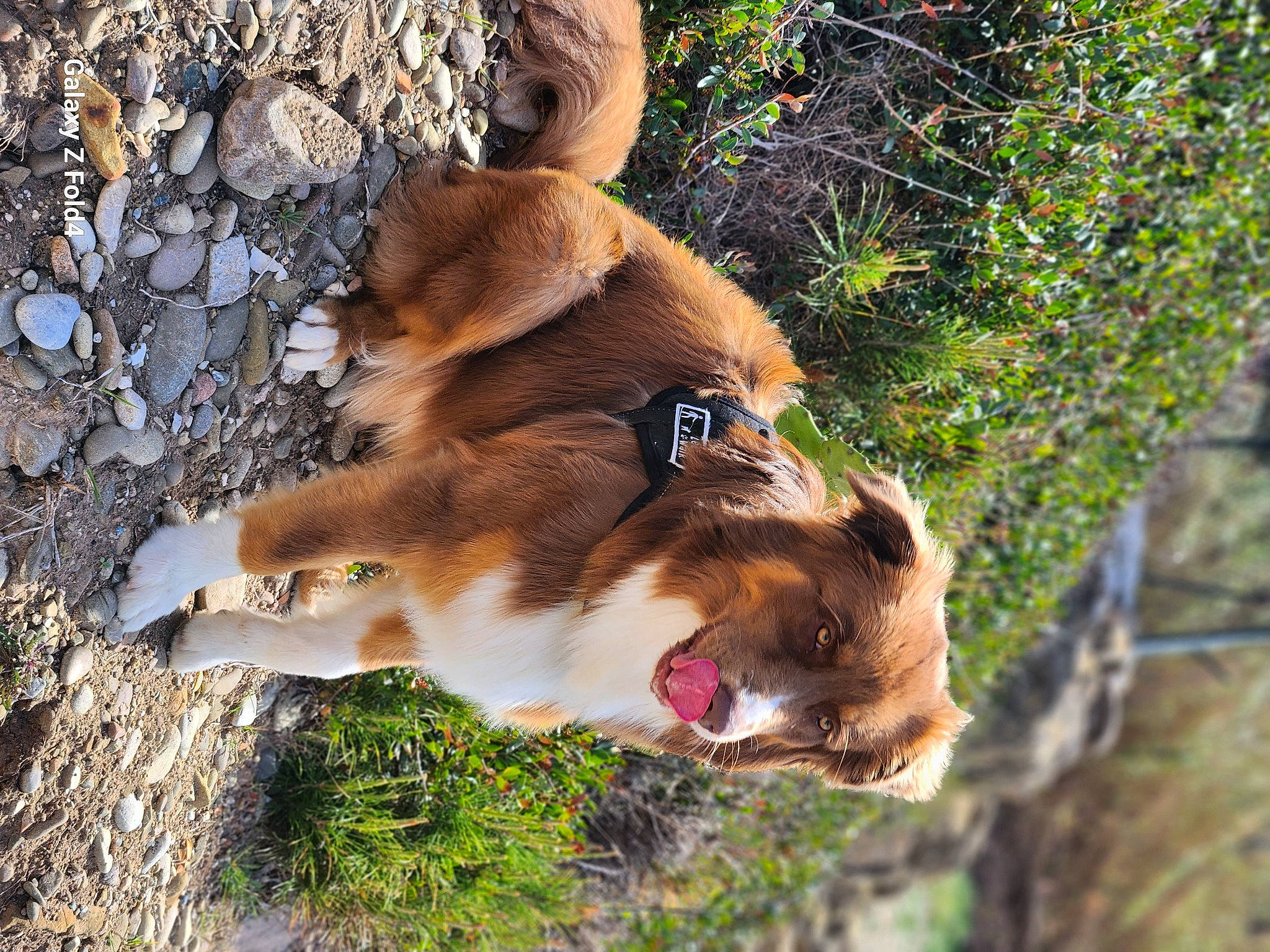 Ted participe au concours pour gagner de l'argent avec cette photo : canidae, carnivore, collar, companion_dog, dog, dog_breed, fawn, fur, grass, mammal, plant, snout, sporting_group, tail, terrestrial_animal, tree, trunk, twig, whiskers, wildlife
