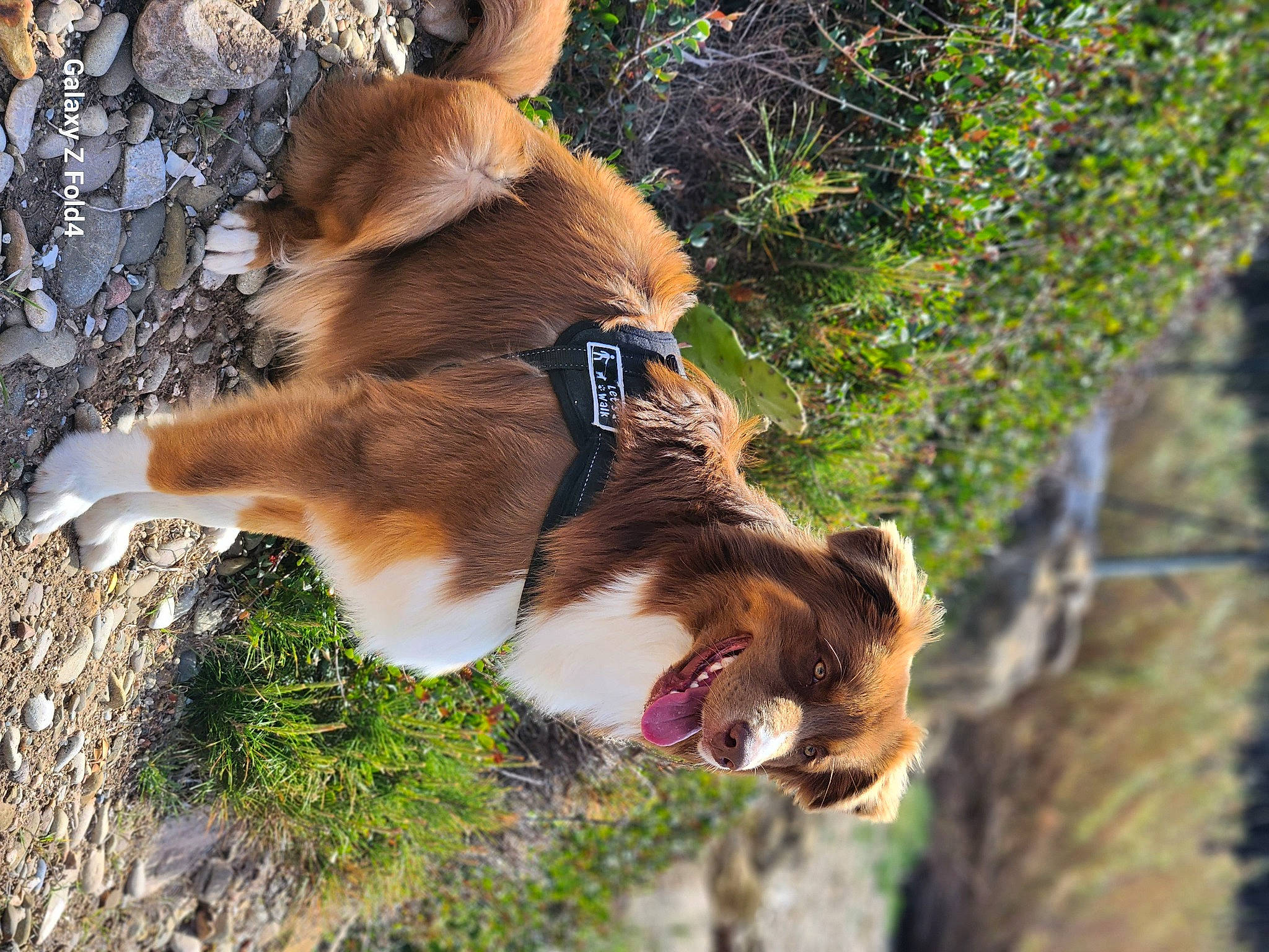 Ted participe au concours pour gagner de l'argent avec cette photo : canidae, carnivore, collar, companion_dog, dog, dog_breed, fawn, fur, grass, hound, plant, sporting_group, tail, terrestrial_animal, tree, trunk, twig, whiskers, wildlife, wood