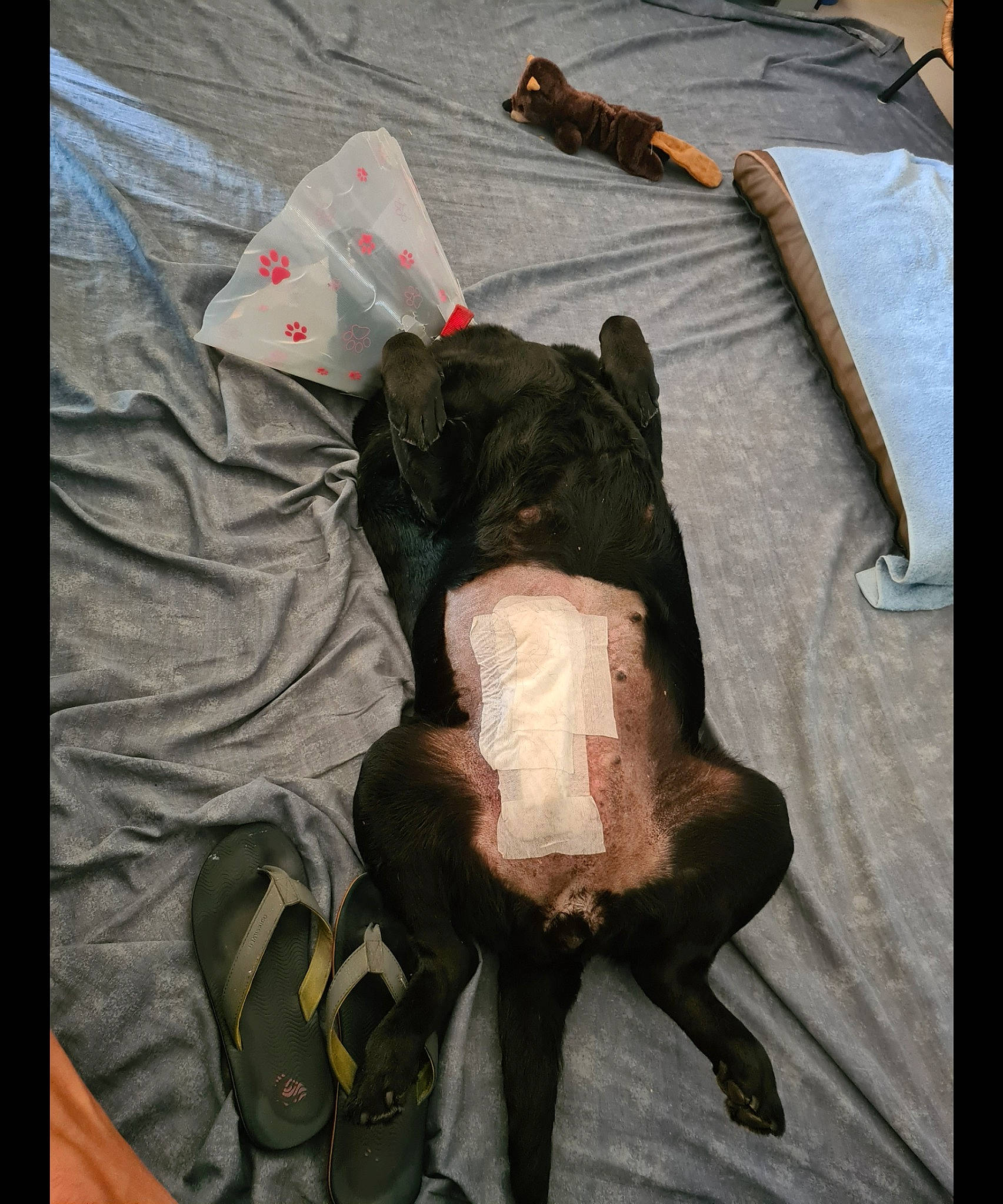 Hella Lylou Chipe a rejoint le concours — aidez-le/la à gagner de superbes lots ! bag, canidae, carnivore, comfort, companion_dog, dog, dog_breed, dog_clothes, dog_supply, fawn, foot, human_leg, knee, linens, sporting_group, tail, thigh, toy_dog, wood, working_animal