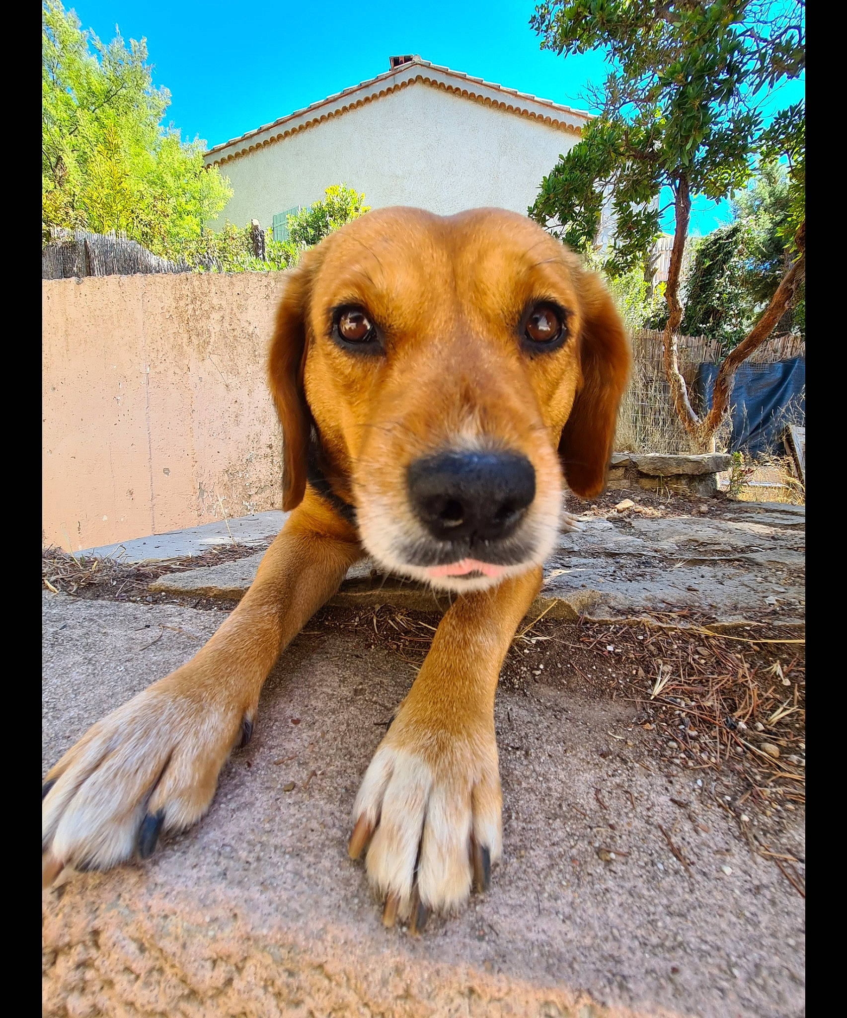 Hella Lylou Chipe participe au concours pour gagner de l'argent avec cette photo : canidae, carnivore, companion_dog, dog, dog_breed, fawn, hound, liver, paw, plant, rectangle, sky, snout, sporting_group, terrestrial_animal, tints_and_shades, tree, whiskers, wildlife, working_animal