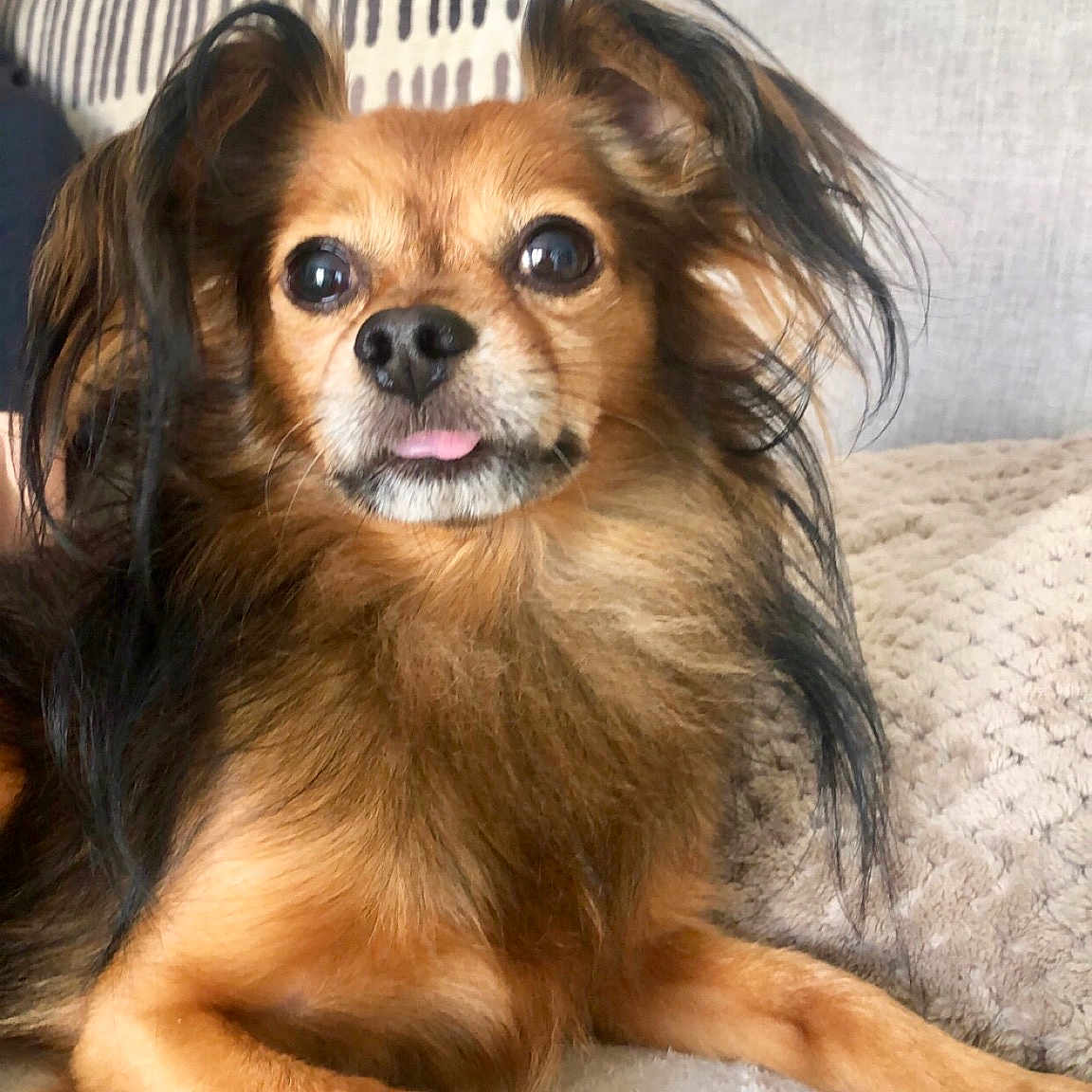 Harley