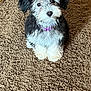 puppy, dog, black_and_white, fluffy, collar, carpet, indoor, pet, cute, small_dog, animal, fur, looking_up, sitting, domestic, companion, adorable, playful, young, friendly