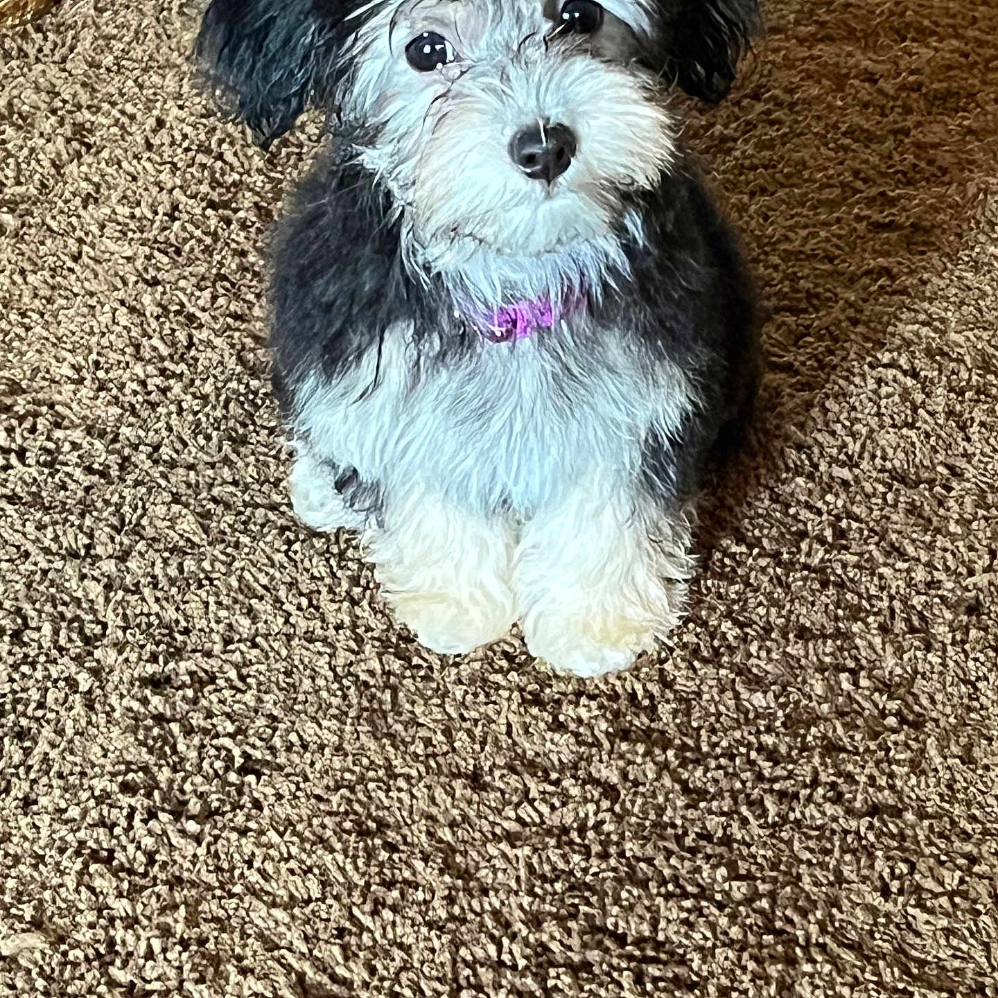 Willow is registered to the contest to win money with this photo: adorable, animal, black_and_white, carpet, collar, companion, cute, dog, domestic, fluffy, friendly, fur, indoor, looking_up, pet, playful, puppy, sitting, small_dog, young