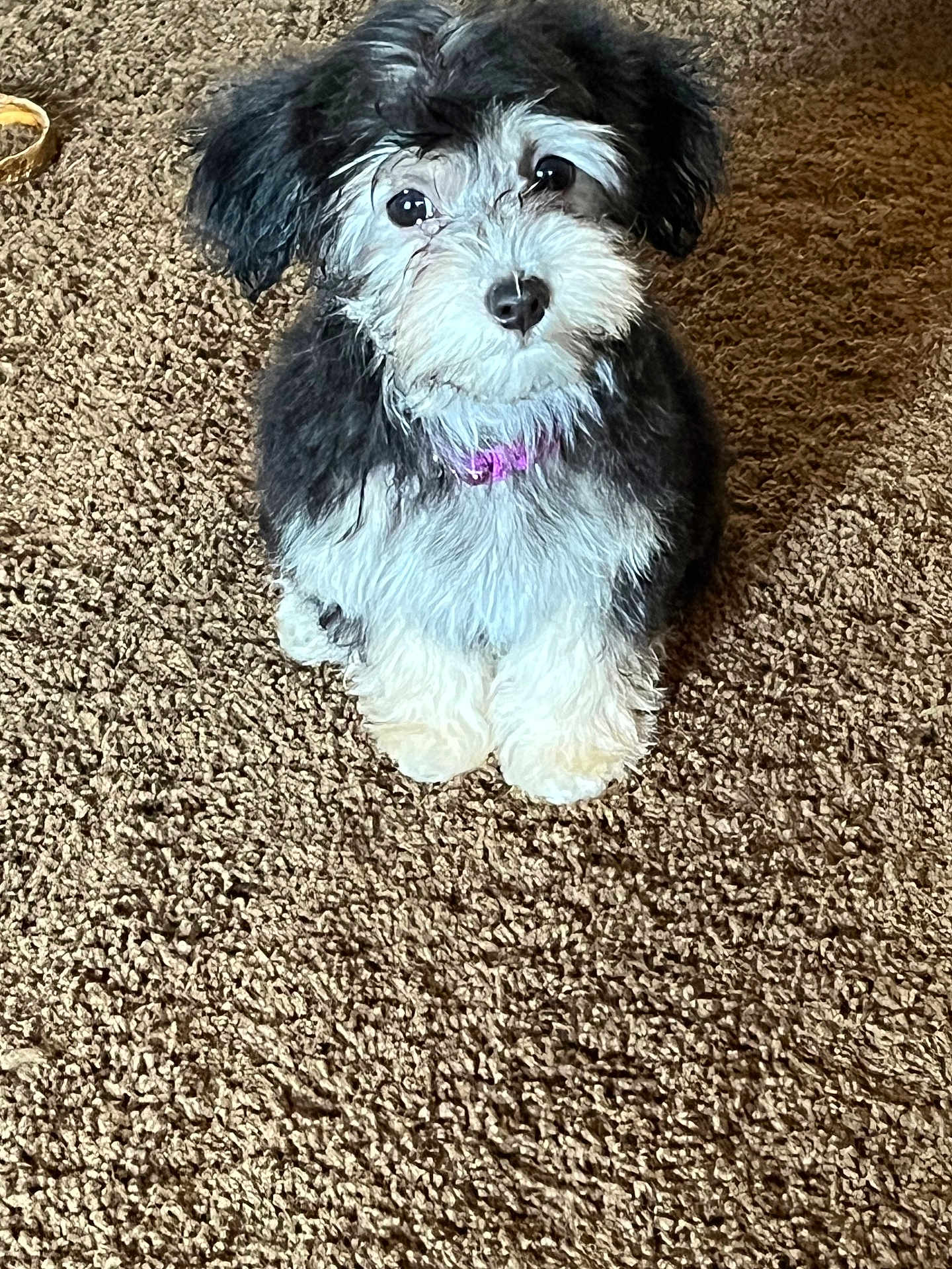 Willow is registered to the contest to win money with this photo: puppy, dog, black_and_white, fluffy, collar, carpet, indoor, pet, cute, small_dog, animal, fur, looking_up, sitting, domestic, companion, adorable, playful, young, friendly