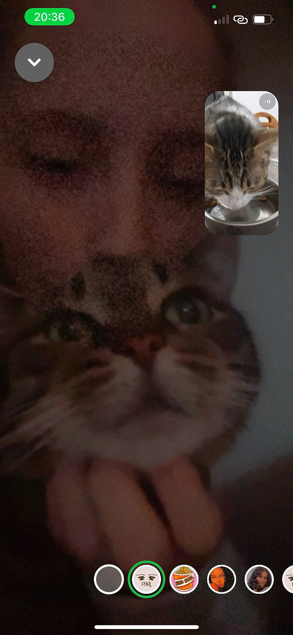 Kiwi participe au concours pour gagner de l'argent avec cette photo : carnivore, cat, claw, darkness, domestic_short_haired_cat, ear, fawn, felidae, fur, paw, photo_caption, small_to_medium_sized_cats, snout, tail, whiskers, window