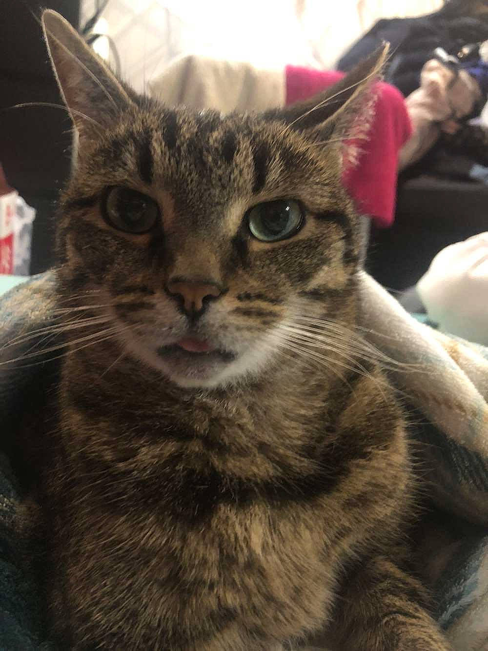 Kiwi a rejoint le concours — aidez-le/la à gagner de superbes lots ! camera, carnivore, cat, domestic_short_haired_cat, felidae, fur, small_to_medium_sized_cats, snout, terrestrial_animal, tree, whiskers