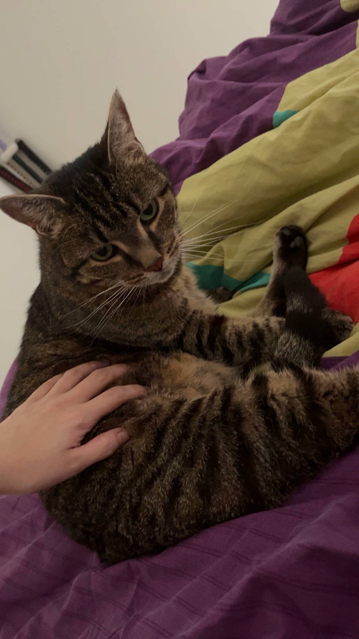 Kiwi a rejoint le concours — aidez-le/la à gagner de superbes lots ! bed, carnivore, cat, claw, comfort, couch, domestic_short_haired_cat, felidae, fur, gesture, grey, linens, military_camouflage, paw, sitting, small_to_medium_sized_cats, tail, textile, vertebrate, whiskers