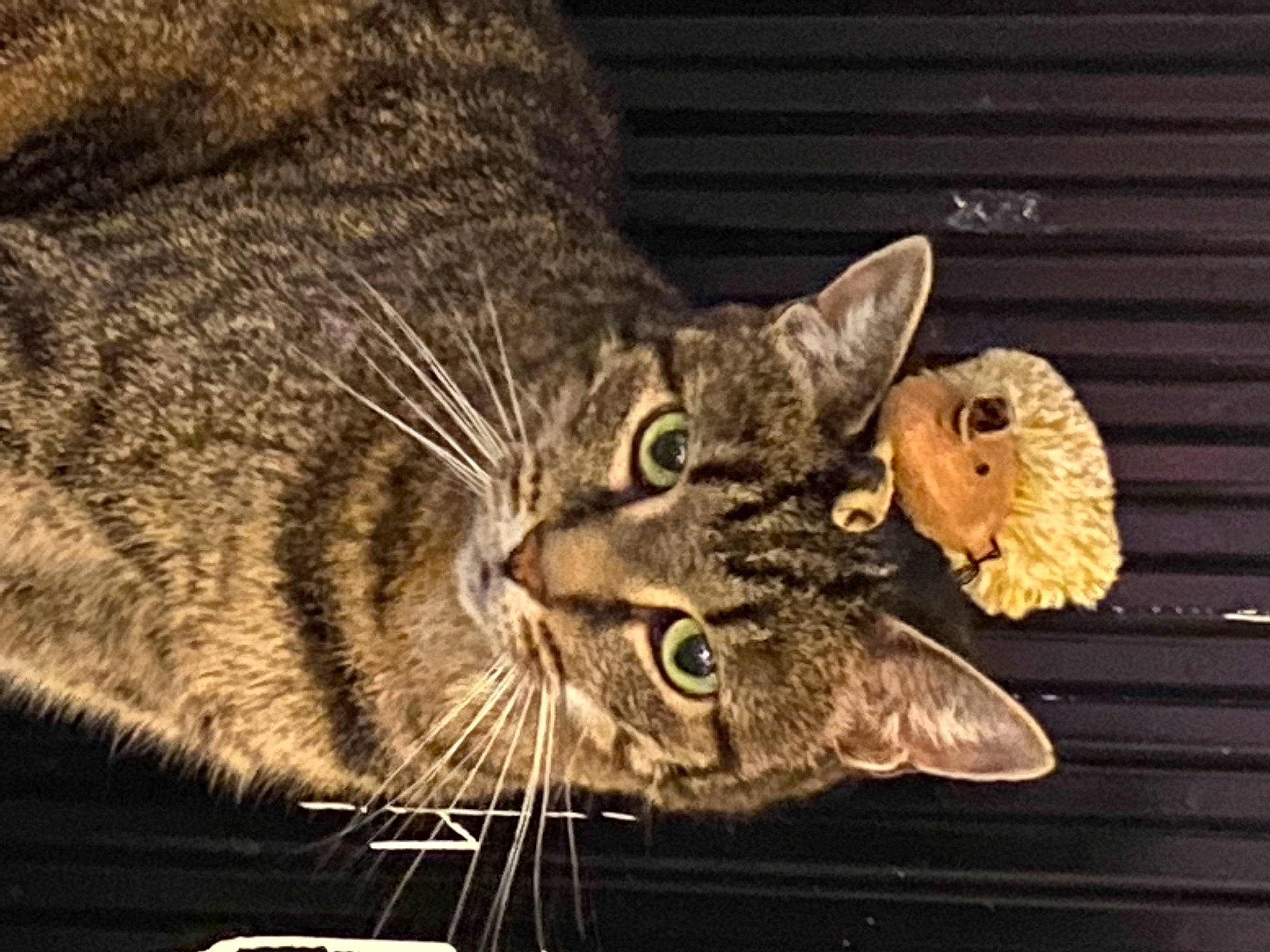 Kiwi participe au concours pour gagner de l'argent avec cette photo : carnivore, cat, darkness, domestic_short_haired_cat, felidae, fur, small_to_medium_sized_cats, snout, terrestrial_animal, whiskers, window, wood