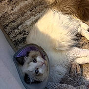 Monty joined the competition — help win amazing prizes! cat, cone_collar, pet, animal, fur, white_fur, brown_fur, carpet, indoor, resting, lying_down, curious, closeup, fluffy, domestic_animal, soft_lighting, cozy, looking_up, texture, comfort