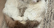 Monty is registered to the contest to win money with this photo: cat, fluffy, licking, two_cats, curled_up, tail, rug, cozy, indoor, pet, animal, white_fur, brown_fur, couch, floor, resting, cute, domestic, companionship, affection