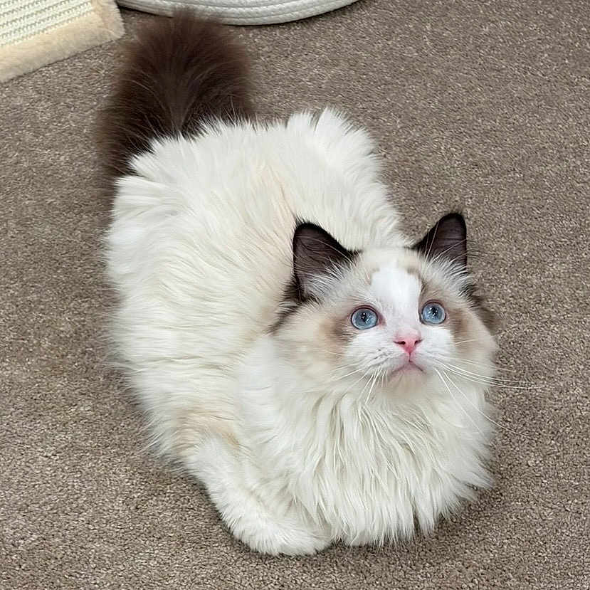 Monty