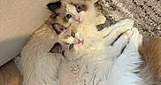 Monty is registered to the contest to win money with this photo: animal, blue_eyes, cat, companion, couch, cozy, cute, domestic_cat, fluffy, fur, indoor, pets, playful, ragdoll, relaxed, rug, snuggling, tail, two_animals, whiskers