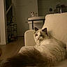 Monty is registered to the contest to win money with this photo: cat, fluffy_cat, indoor, living_room, couch, furniture, pet, relaxed, animal, domestic, two_cats, cat_tree, brown_tail, beige, wooden_floor, lamp, door, home, curious, cozy