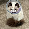 Monty joined the competition — help win amazing prizes! cat, fluffy, cone_collar, pet, indoor, carpet, tail, white_fur, brown_fur, blue_eyes, animal, cute, sitting, domestic_animal, feline, looking_down, fur, whiskers, ears, close_up