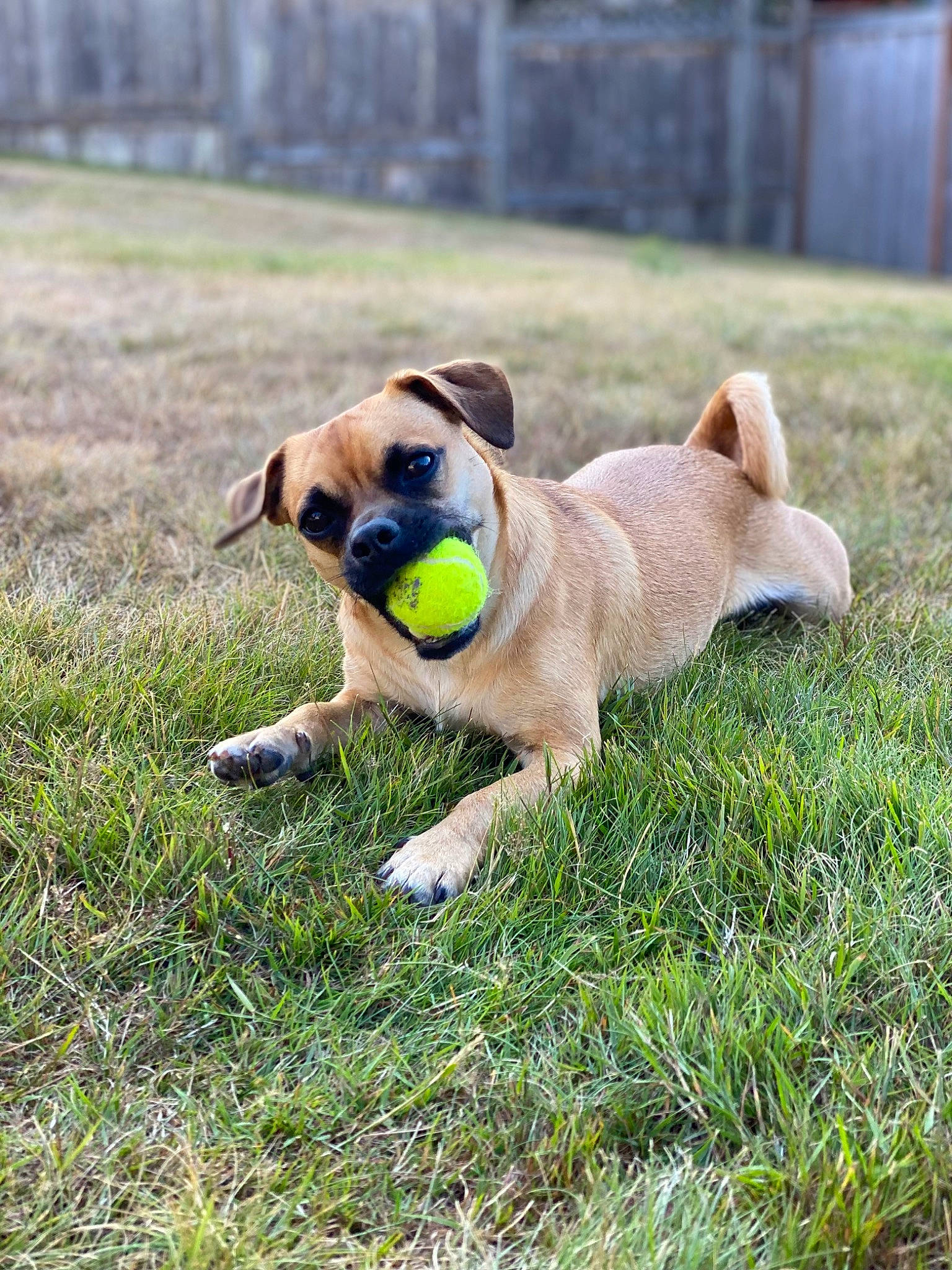 Chewie is registered to the contest to win money with this photo: ancient_dog_breeds, canidae, carnivore, collar, companion_dog, dog, dog_breed, fawn, grass, grassland, non_sporting_group, plant, pug, snout, sporting_group, sunglasses, tail, watch, working_animal, working_dog