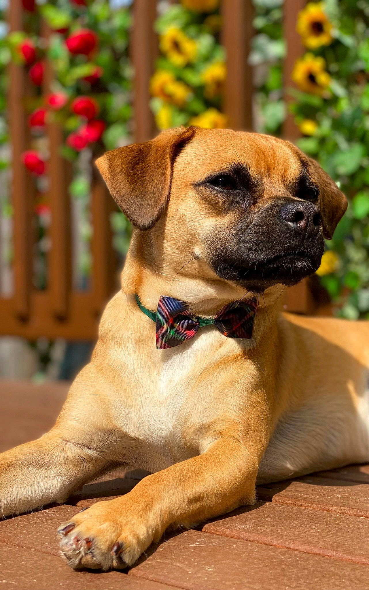 Chewie joined the competition — help win amazing prizes! ancient_dog_breeds, canidae, carnivore, collar, companion_dog, dog, dog_breed, dog_collar, fawn, flower, fur, pet_supply, plant, snout, sporting_group, terrestrial_animal, whiskers, working_animal, working_dog, wrinkle