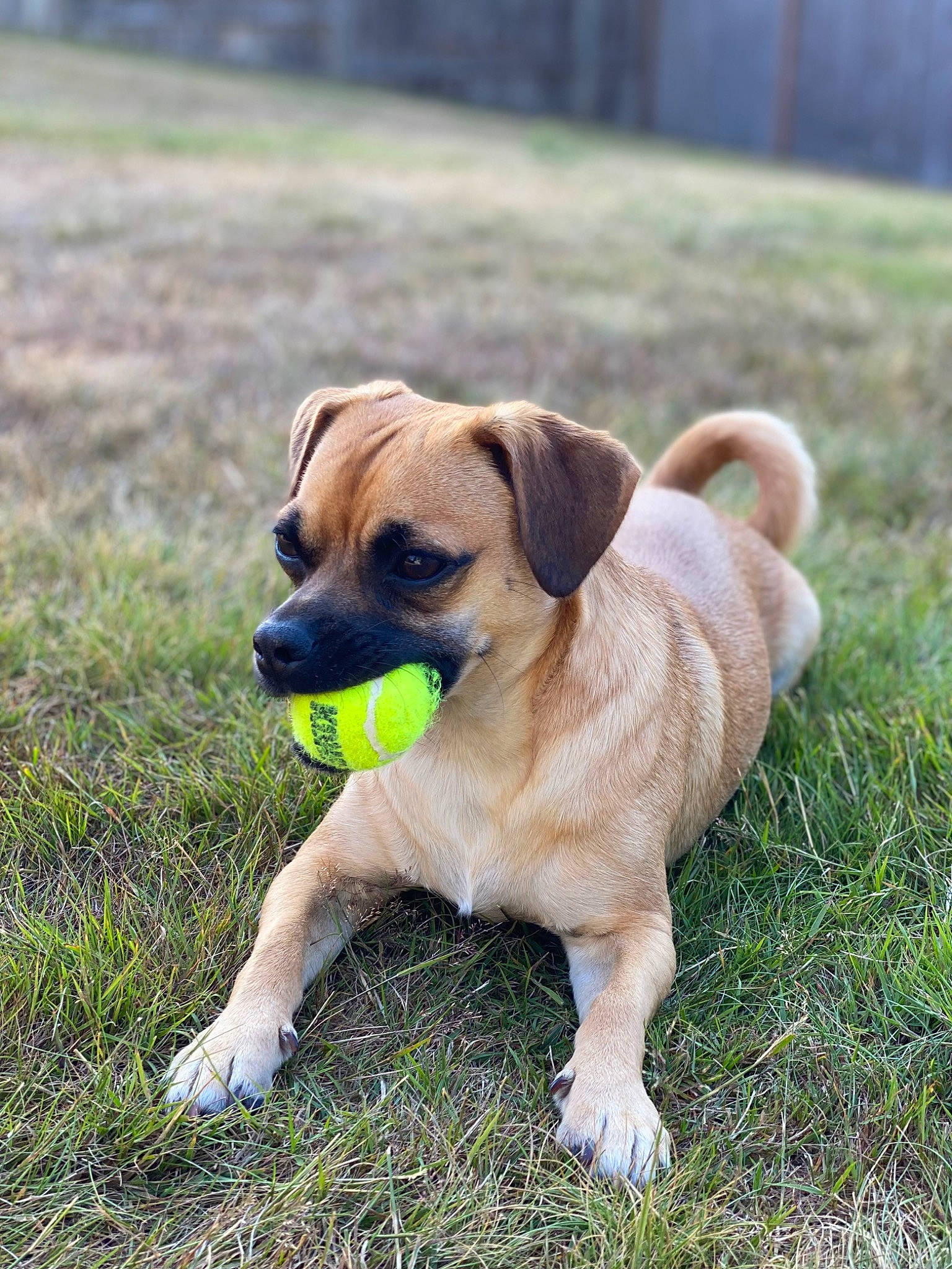 Chewie joined the competition — help win amazing prizes! canidae, carnivore, companion_dog, dog, dog_breed, fawn, grass, groundcover, guard_dog, plant, puggle, snout, soil, sporting_group, toy_dog, working_animal, working_dog, wrinkle