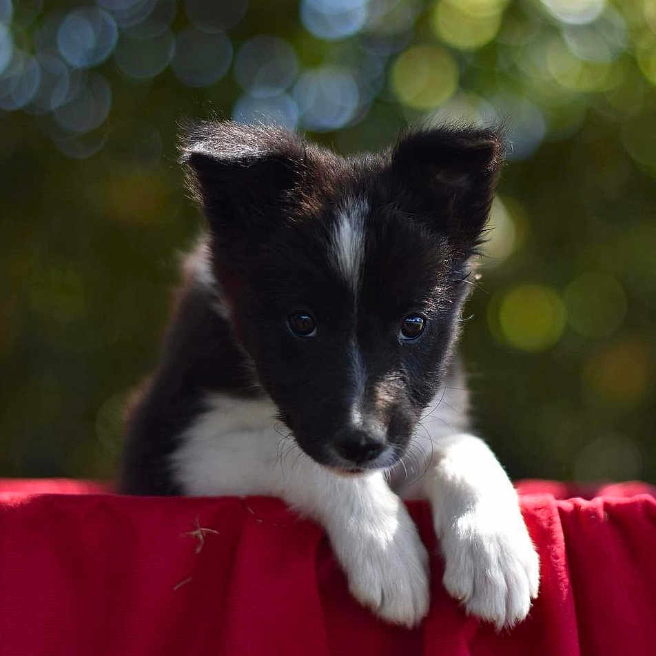June a rejoint le concours — aidez-le/la à gagner de superbes lots ! animal, blanket, canine, cat, chihuahua, cockerspaniel, collie, coyote, dog, eskimodog, grass, hound, husky, kitten, papillon, pet, plant, puppy, snout, whitedog
