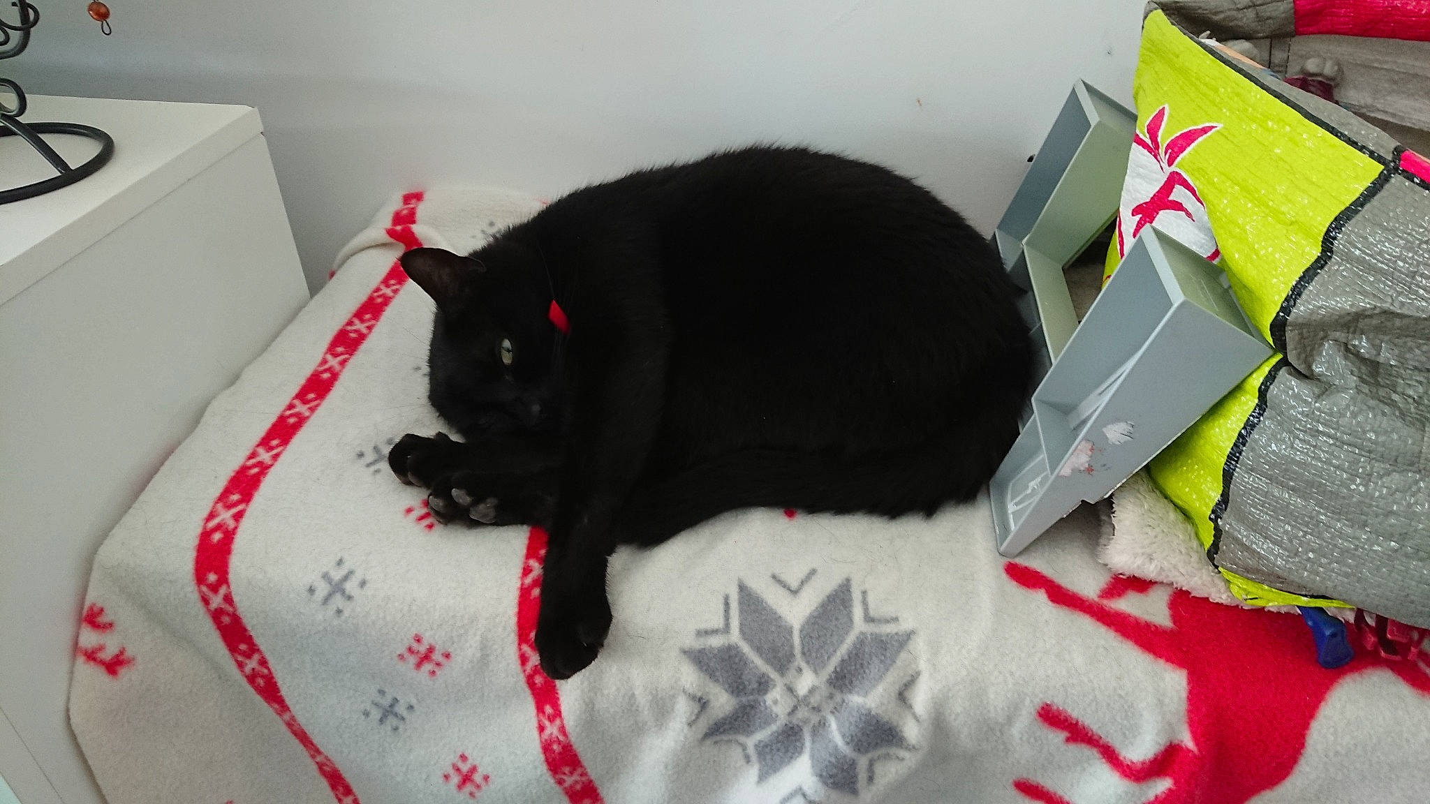 Bagherra a rejoint le concours — aidez-le/la à gagner de superbes lots ! black, black_cat, carnivore, cat, domestic_short_haired_cat, felidae, fur, kitten, linens, small_to_medium_sized_cats, tail, textile, whiskers