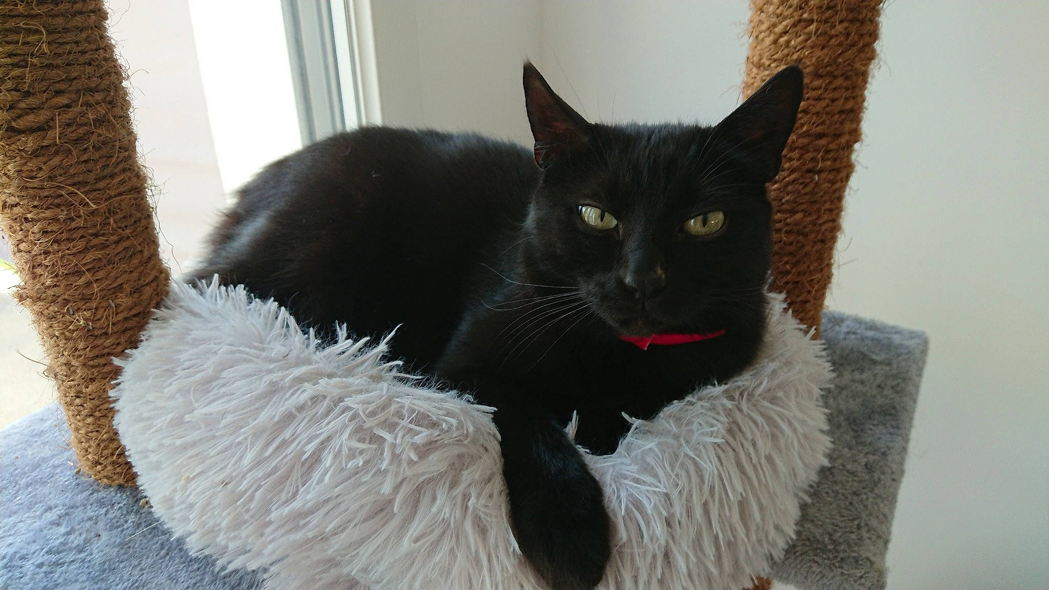 Bagherra a rejoint le concours — aidez-le/la à gagner de superbes lots ! asian, black, black_cat, bombay, burmese, carnivore, cat, domestic_short_haired_cat, felidae, fur, german_rex, mammal, small_to_medium_sized_cats, tail, vertebrate, whiskers